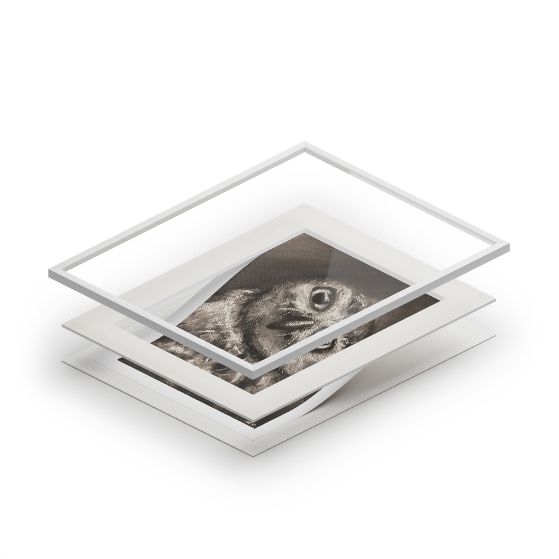 "CURIOSITY" Owl Charcoal Fine Art Print with Passepartout Frame