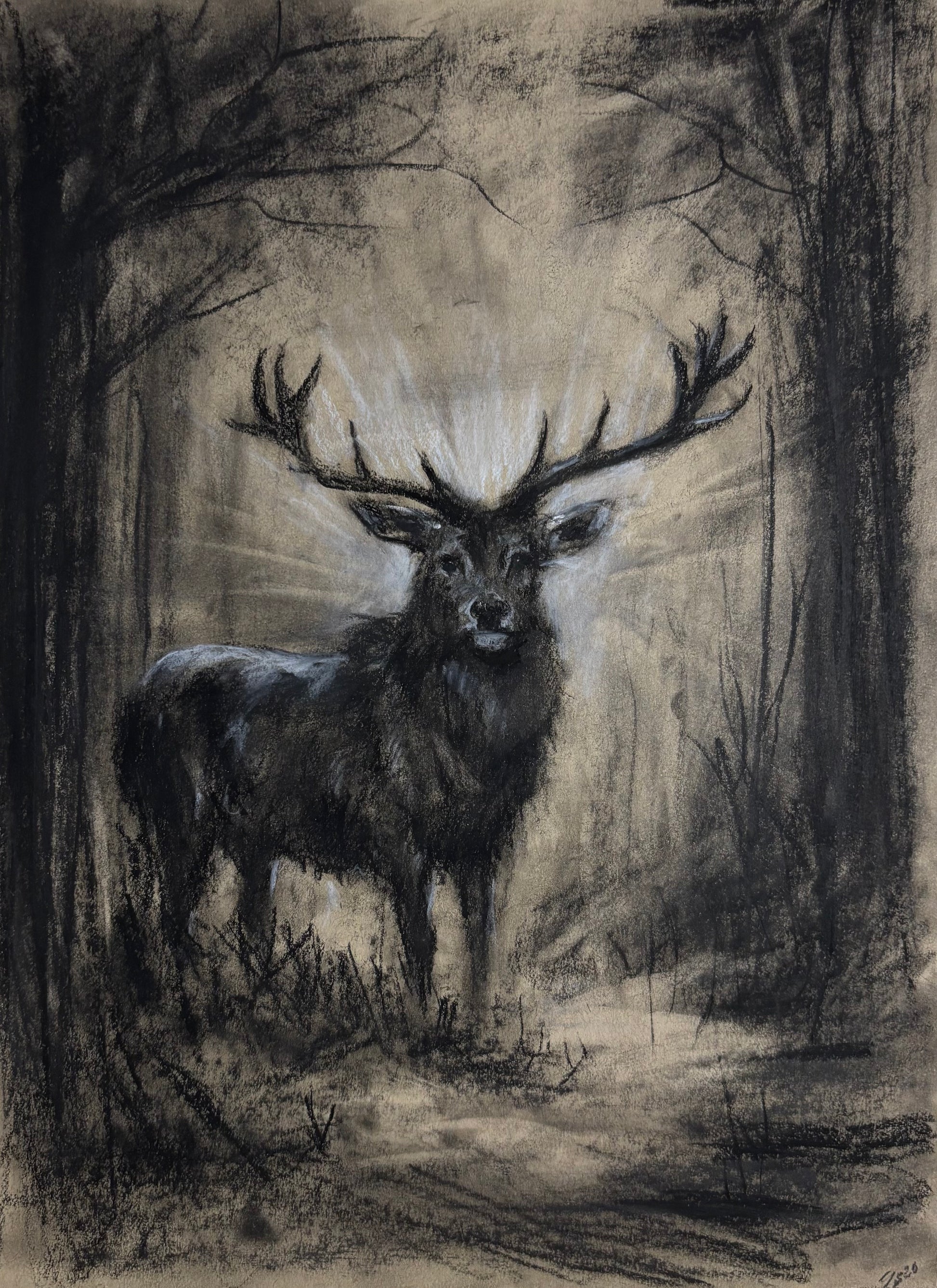 “ whimsical wilderness “￼