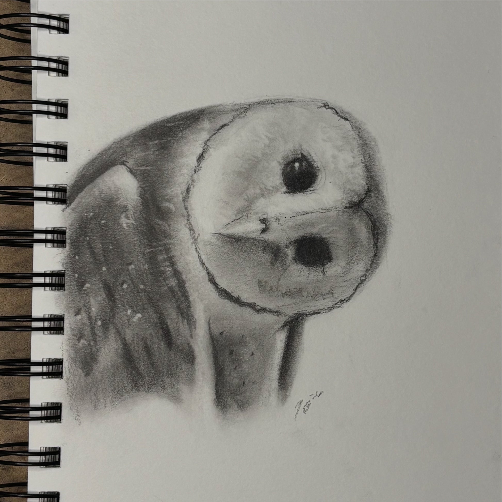 Barn Owl