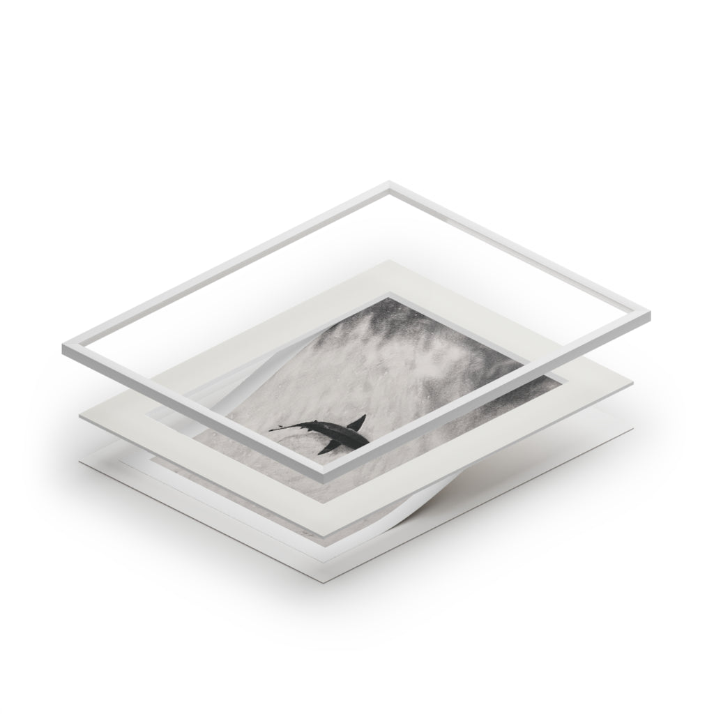 “Shark” Fine Art Prints (Passepartout Paper Frame)