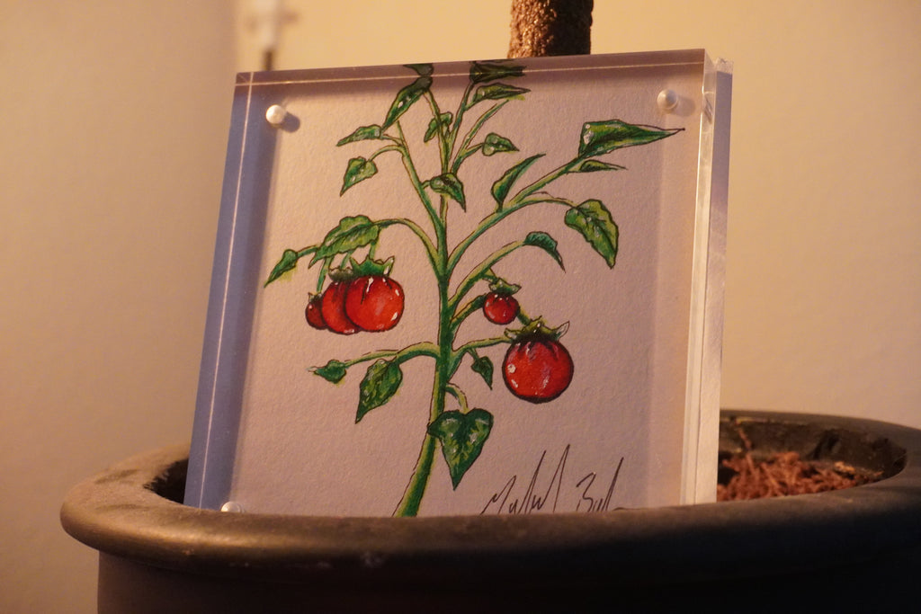 Tomato Tree