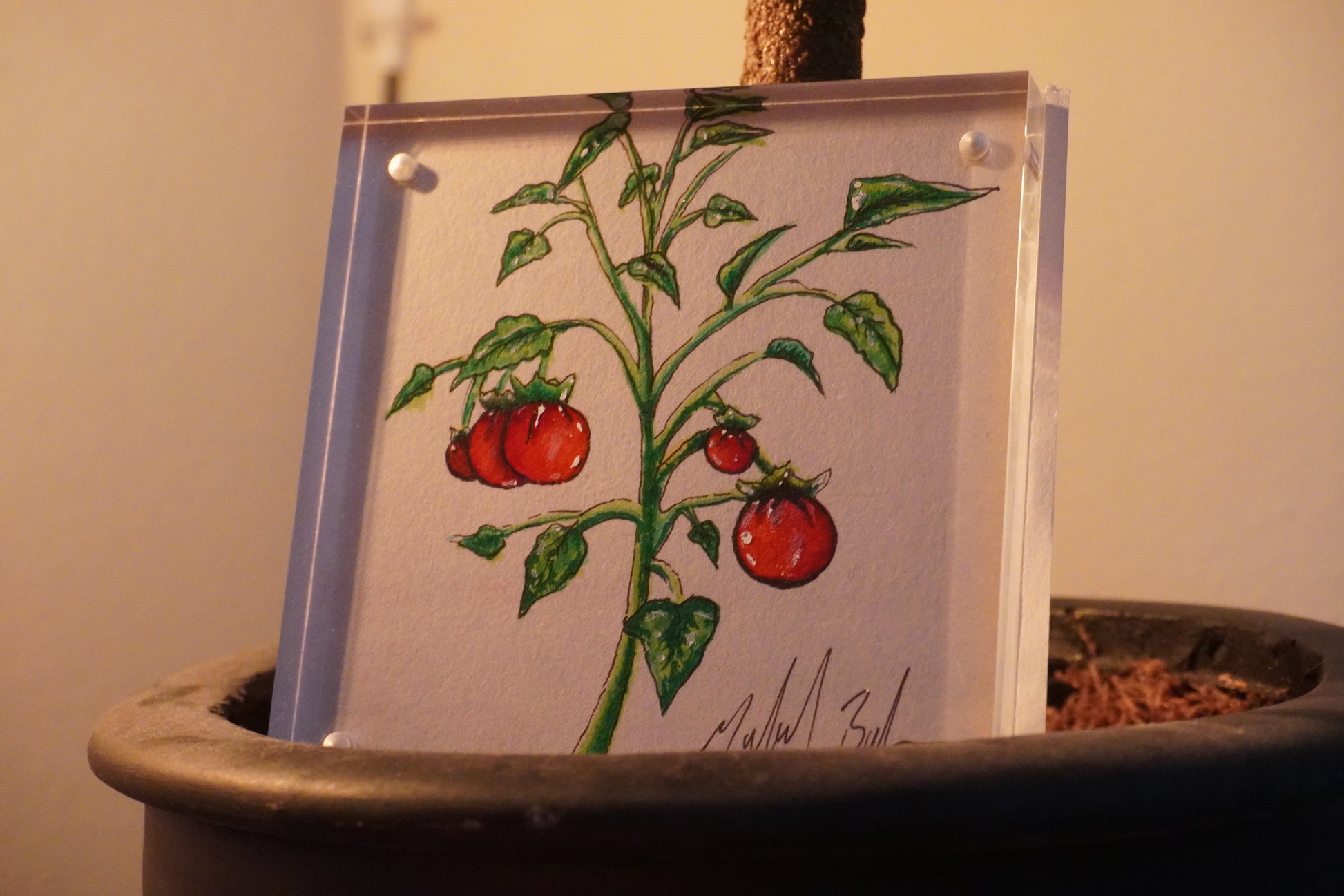Tomato Tree